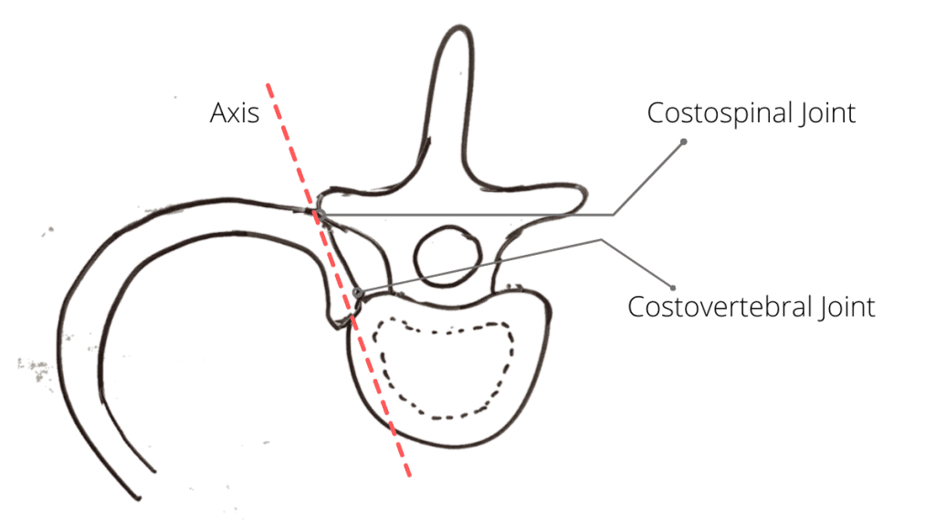 What Is Bucket Handle Movement Of Ribs It S Anatomy